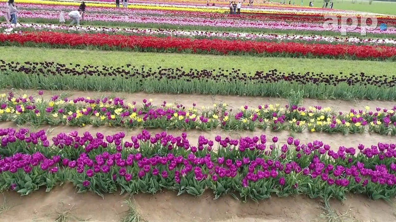 tulips in bloom at holland ridge farms in cream ridge, nj