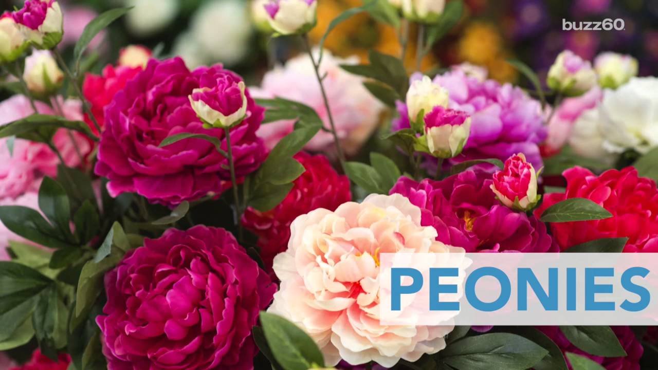 best flowers to plant for summer