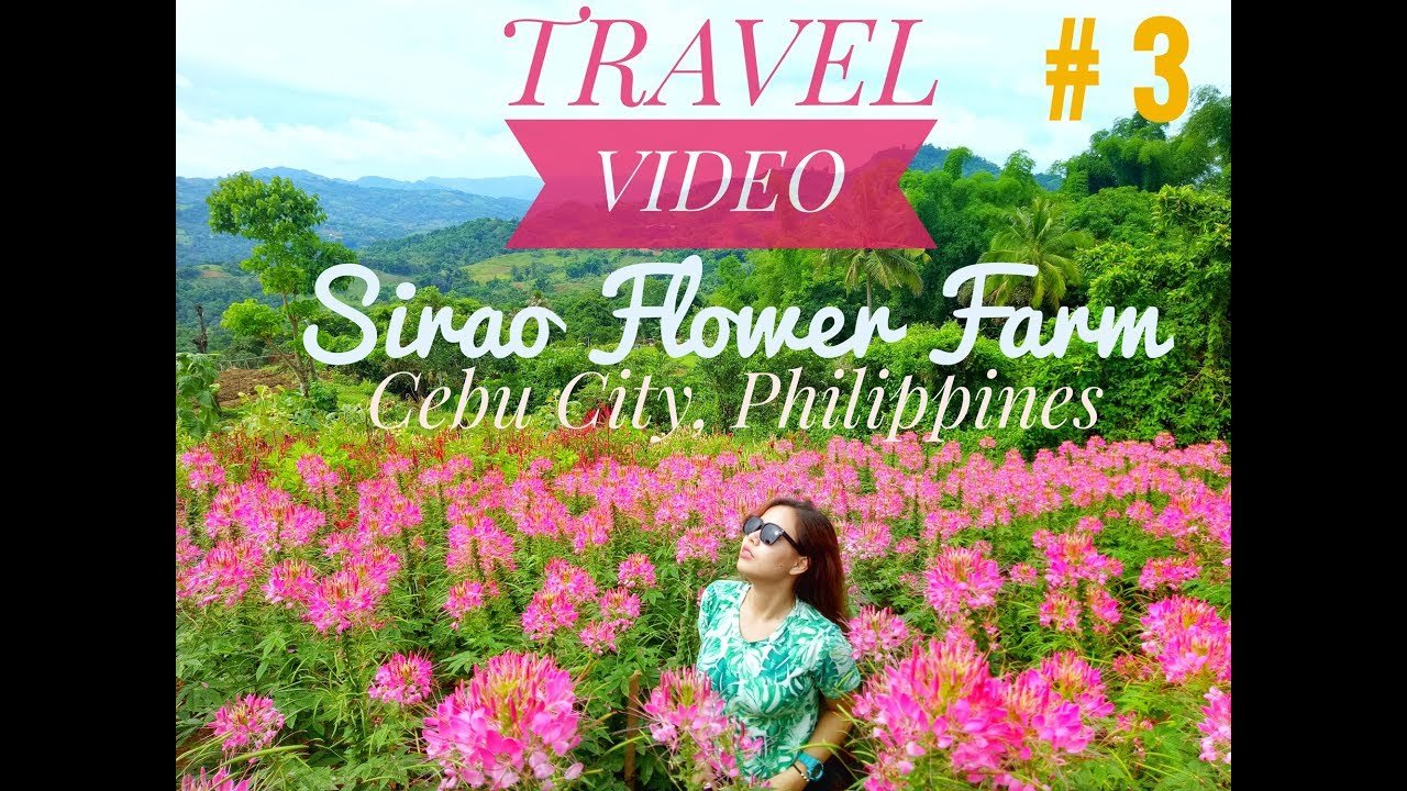 sirao flower farm, cebu city