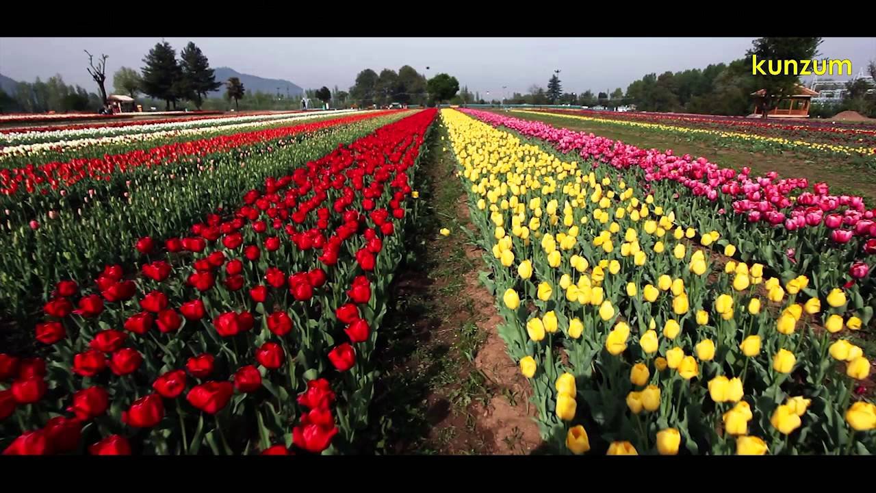 srinagar, kashmir, india: tulip gardens in bloom | explore, nature