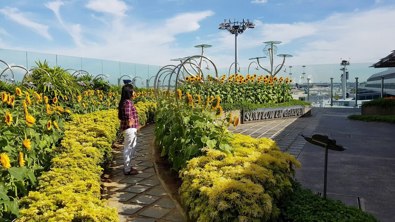 changi airport, sunflower garden t2