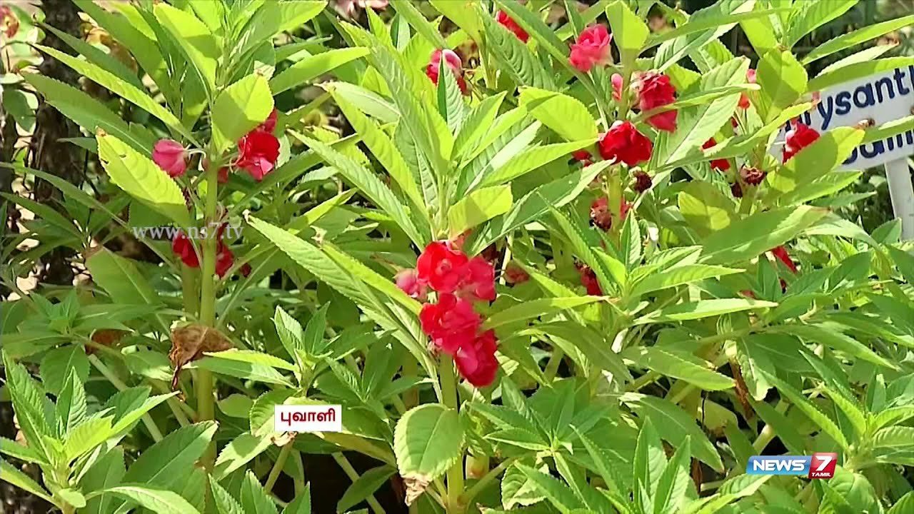 how to make your garden with beautiful flower plants | poovali | news7 tamil