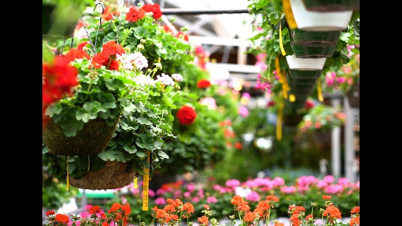 mahoney's garden center | emily