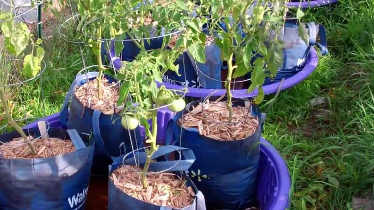 update on the kiddie pool grow bag system! looking great!