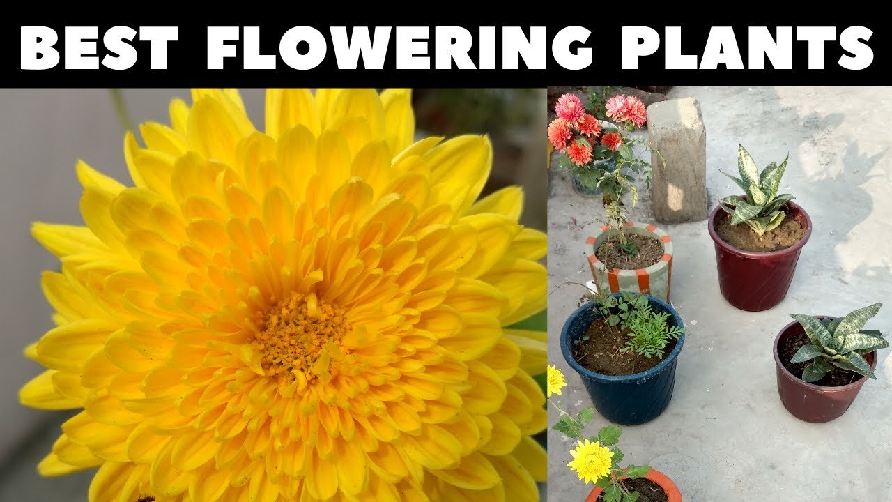 best flowering plants to grow || best summer plants || best plants for  summer