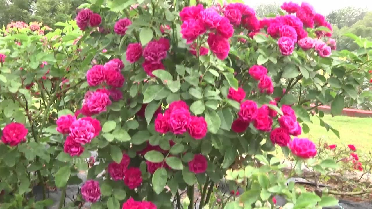most beautiful rose garden in india at sanjeevaiah park hyderabad-hybiz.tv