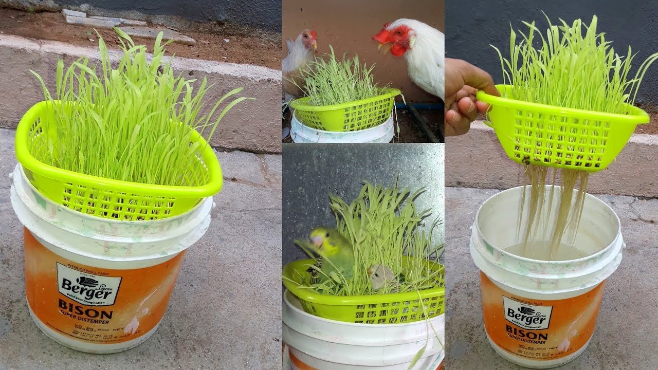 Hydroponics || How To Grow Plants Without Soil At Home ...