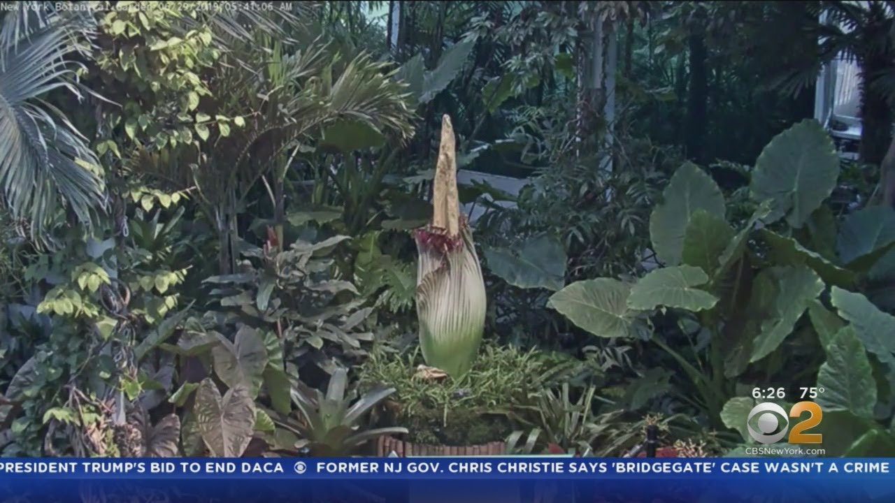 corpse flower blooms at ny botanical garden in the bronx
