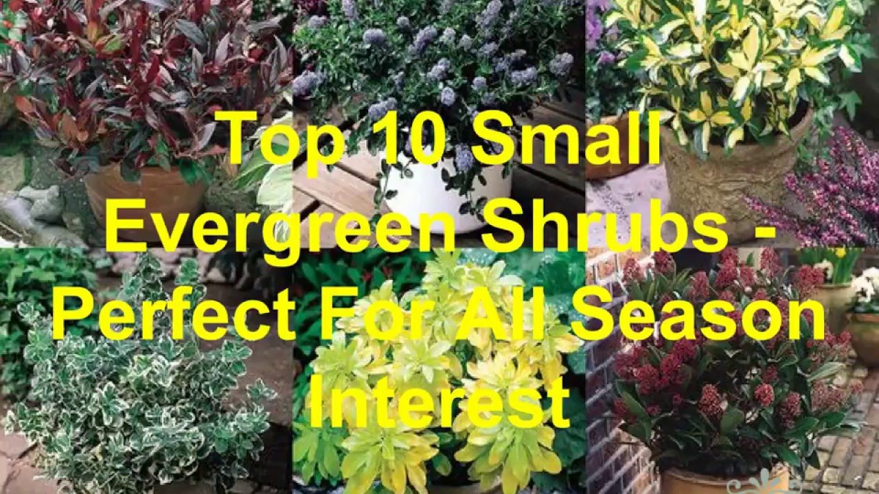 evergreen plants for small gardens - garden design ideas