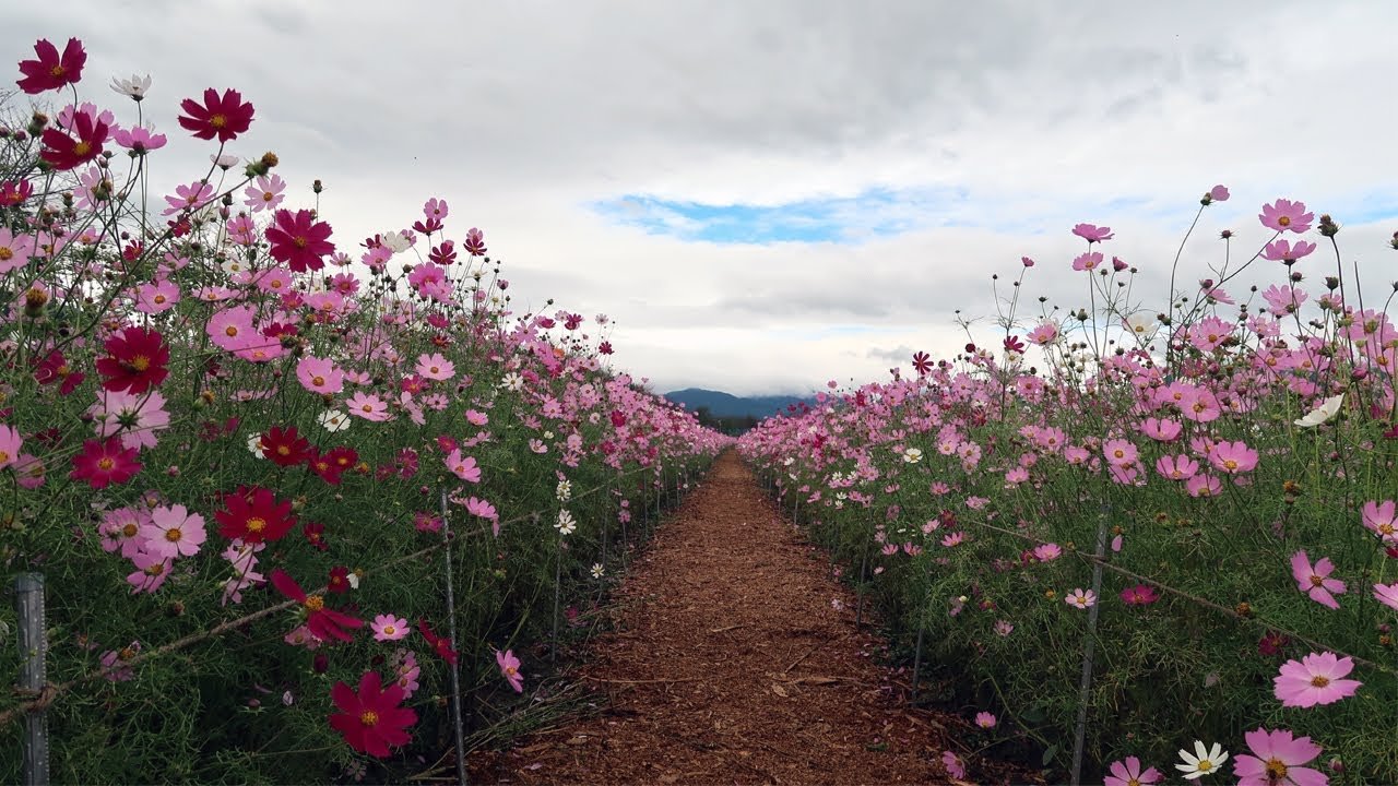 cosmos road in gurye county, south korea - relaxing with flowers and nature