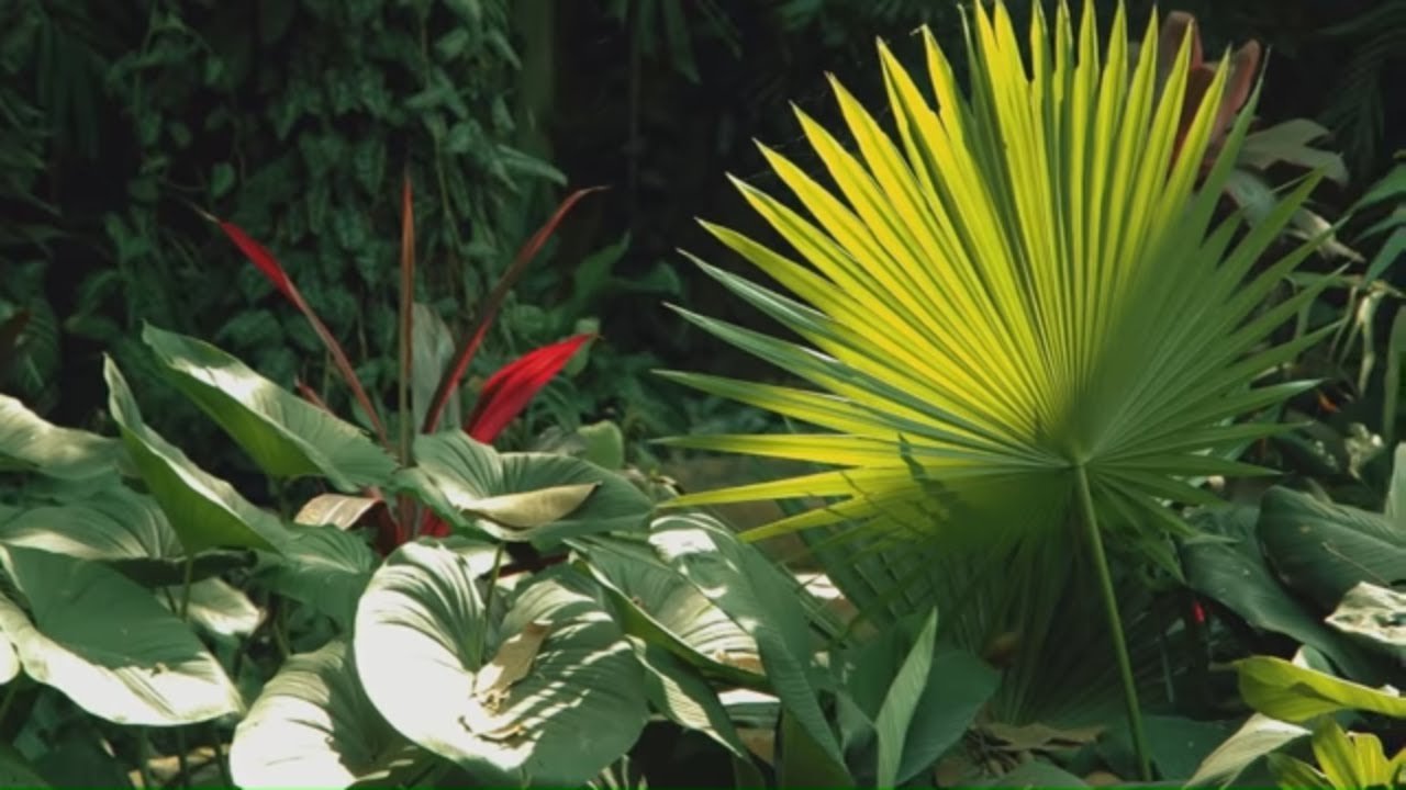 how to create a tropical garden | mitre 10 easy as garden