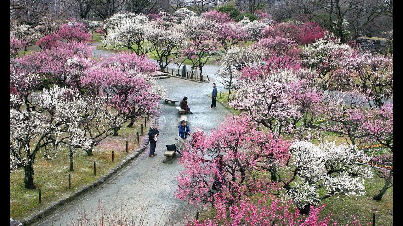 ume - japanese flowering plum trees
