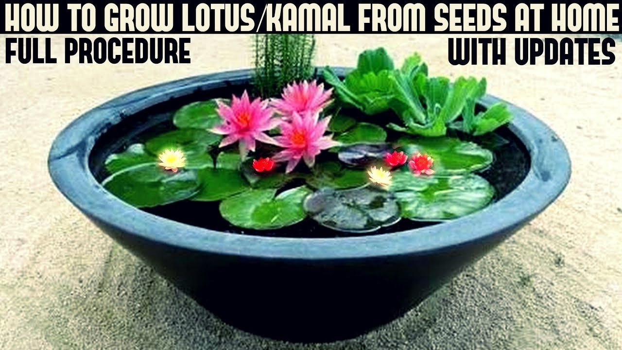 how to grow lotus plant at home with updates( fast n easy method)