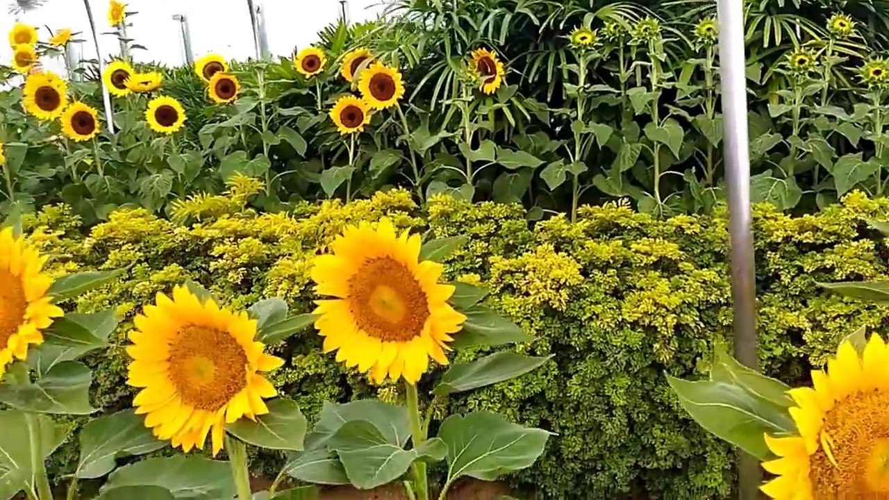 sunflower garden at changi airport singapore