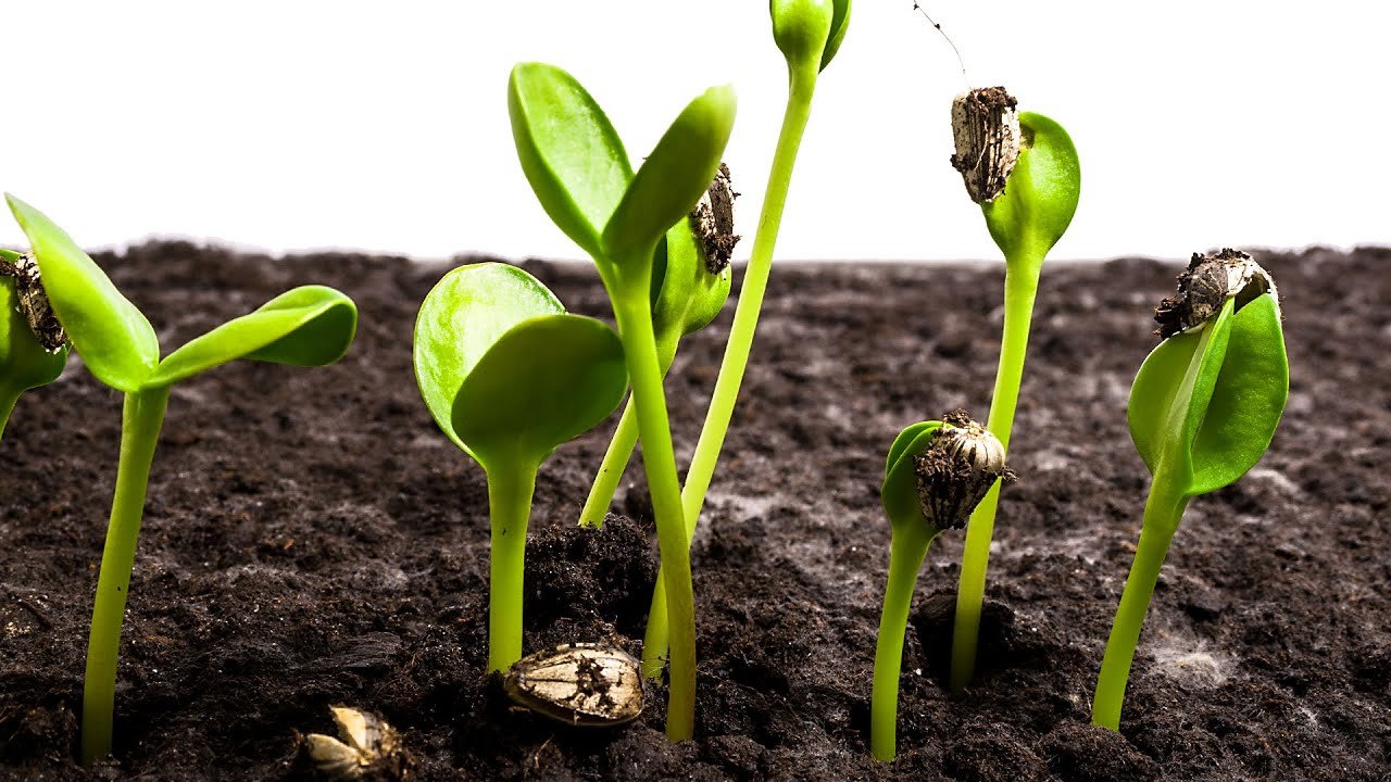 sunflower seeds germination and growth time lapse