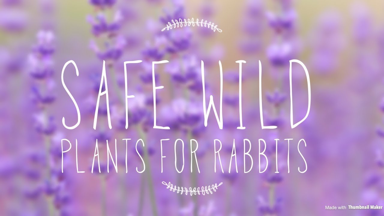 safe wild plants for rabbits