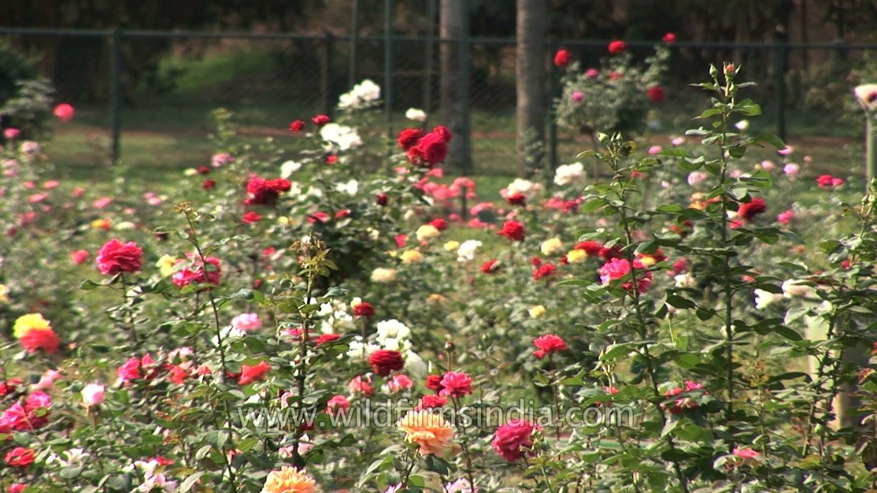 largest rose garden in india at ooty, tamil nadu