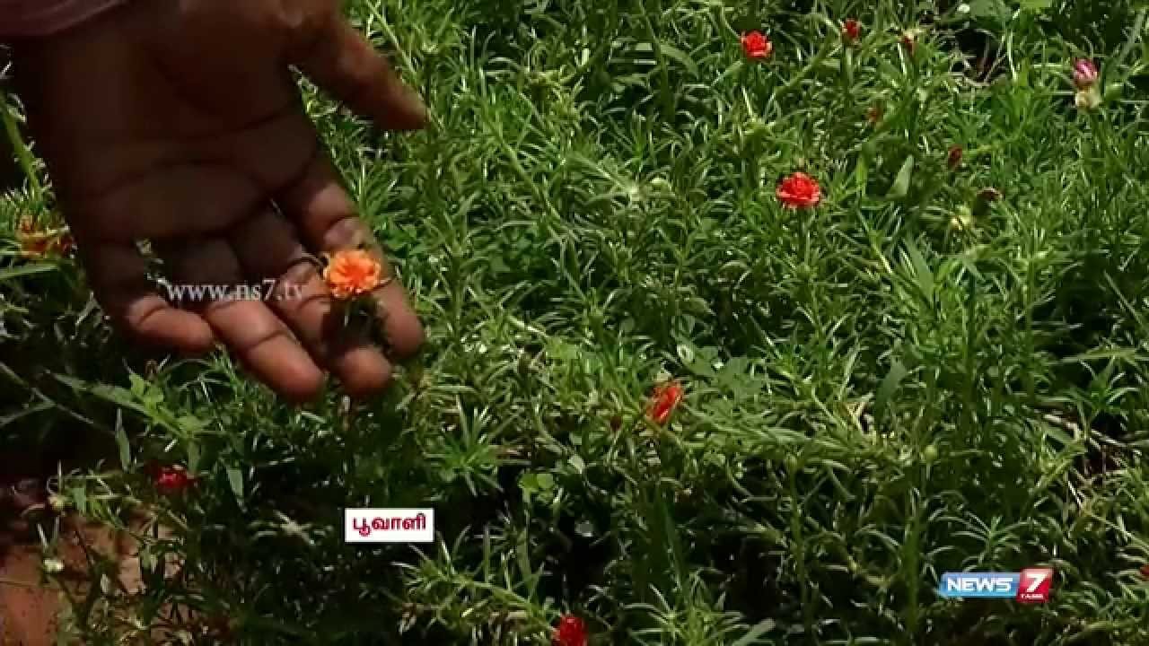 how to decorate your home with colorful plants? | poovali | news7 tamil