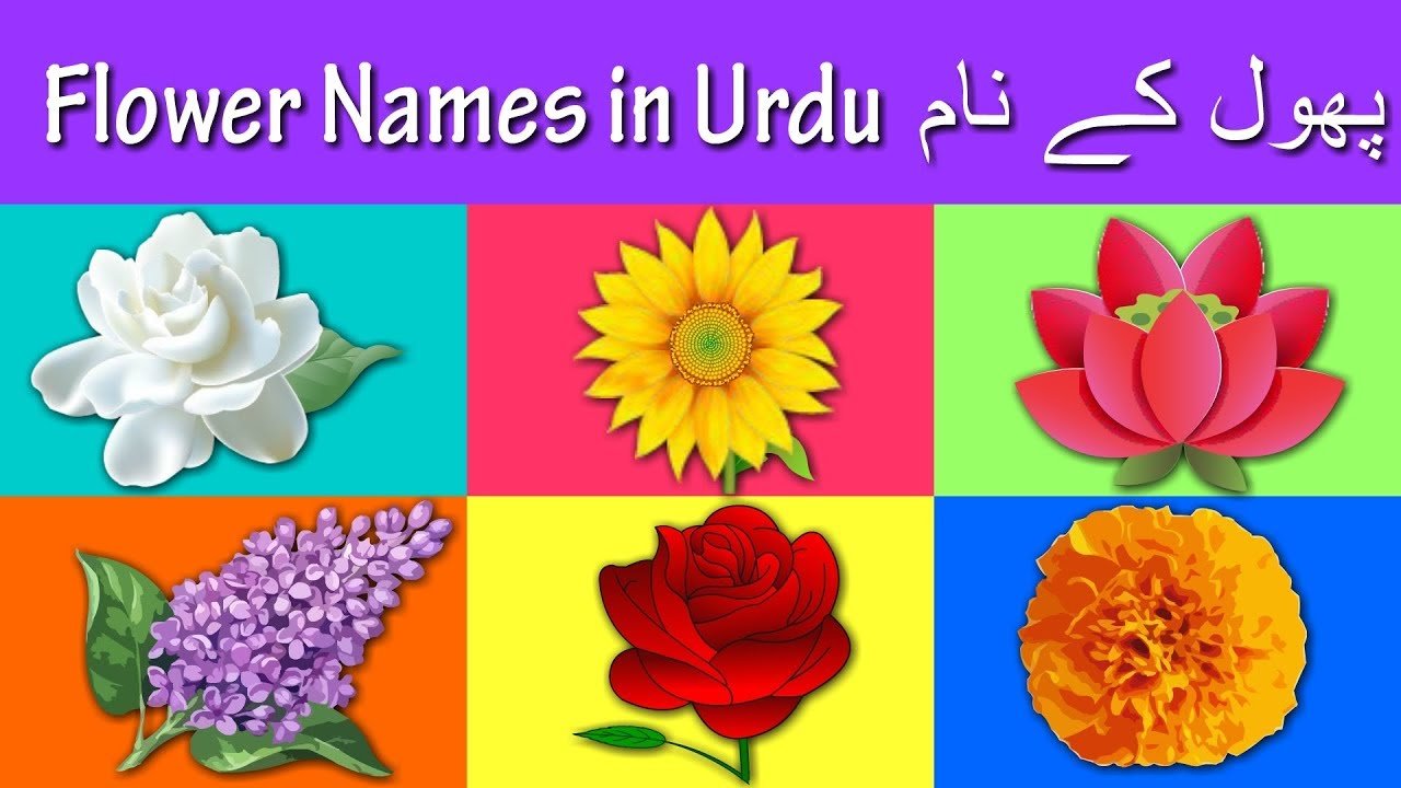 learn flower names in urdu and english | پھول کے نام | rhymes collection  for kids
