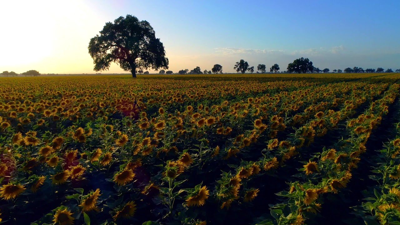 sunflower field, muller ranch, woodland, ca