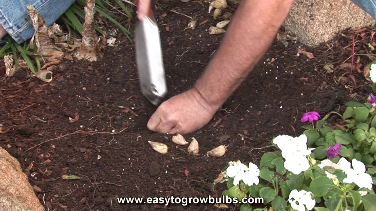 freesia flower bulbs - tips on how to plant the bulbs