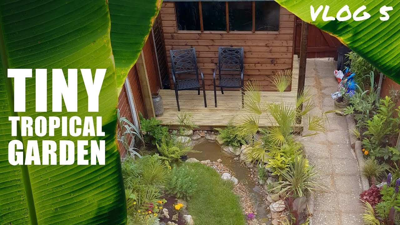vlog #6 - tiny tropical garden uk