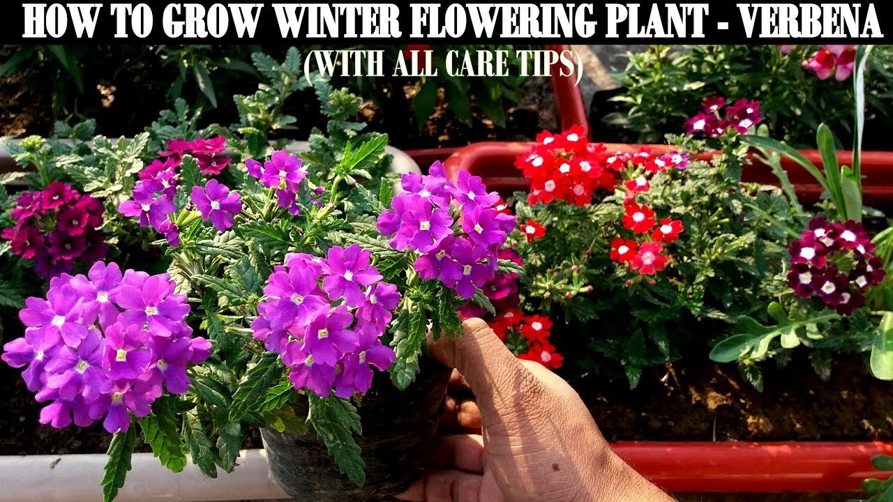 how to grow flower plants at home-verbena
