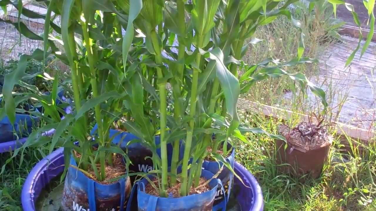 how to set up your own kiddie pool grow system! wow! amazing growth! make  one!