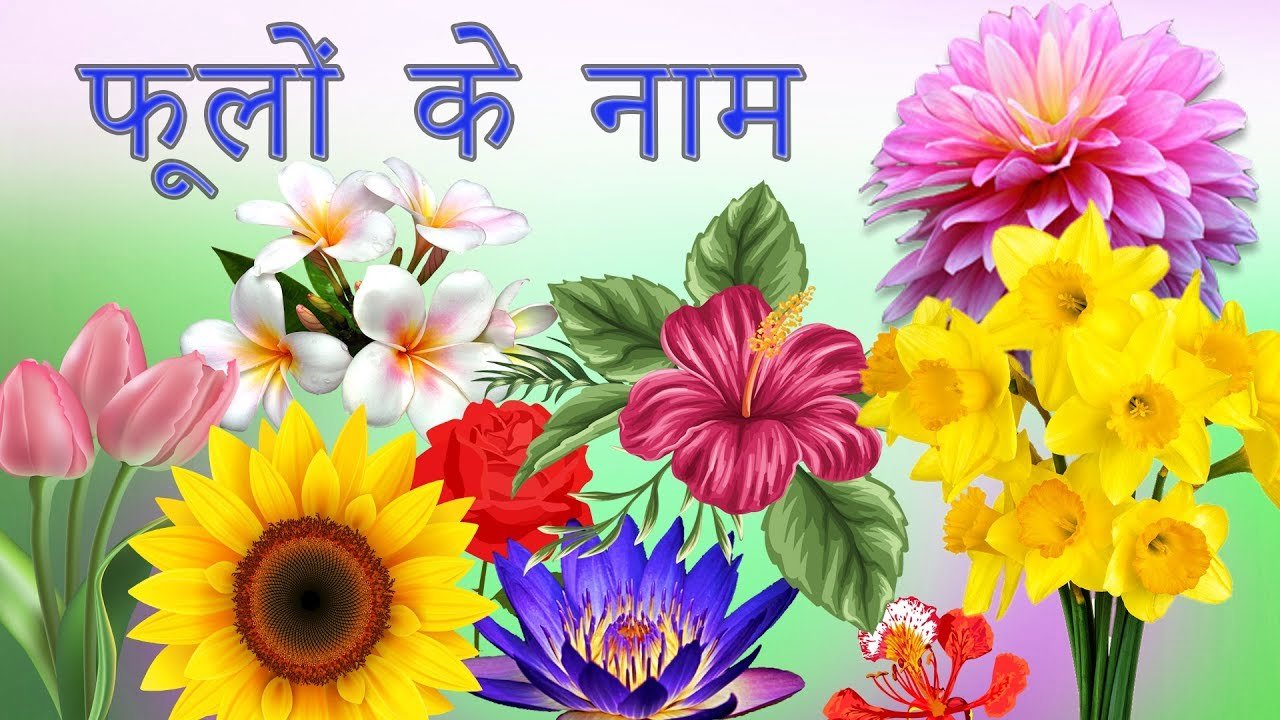 flowers names in hindi | फूलों के नाम | phoolon ke naam | hindi flowers  name | learn flowers