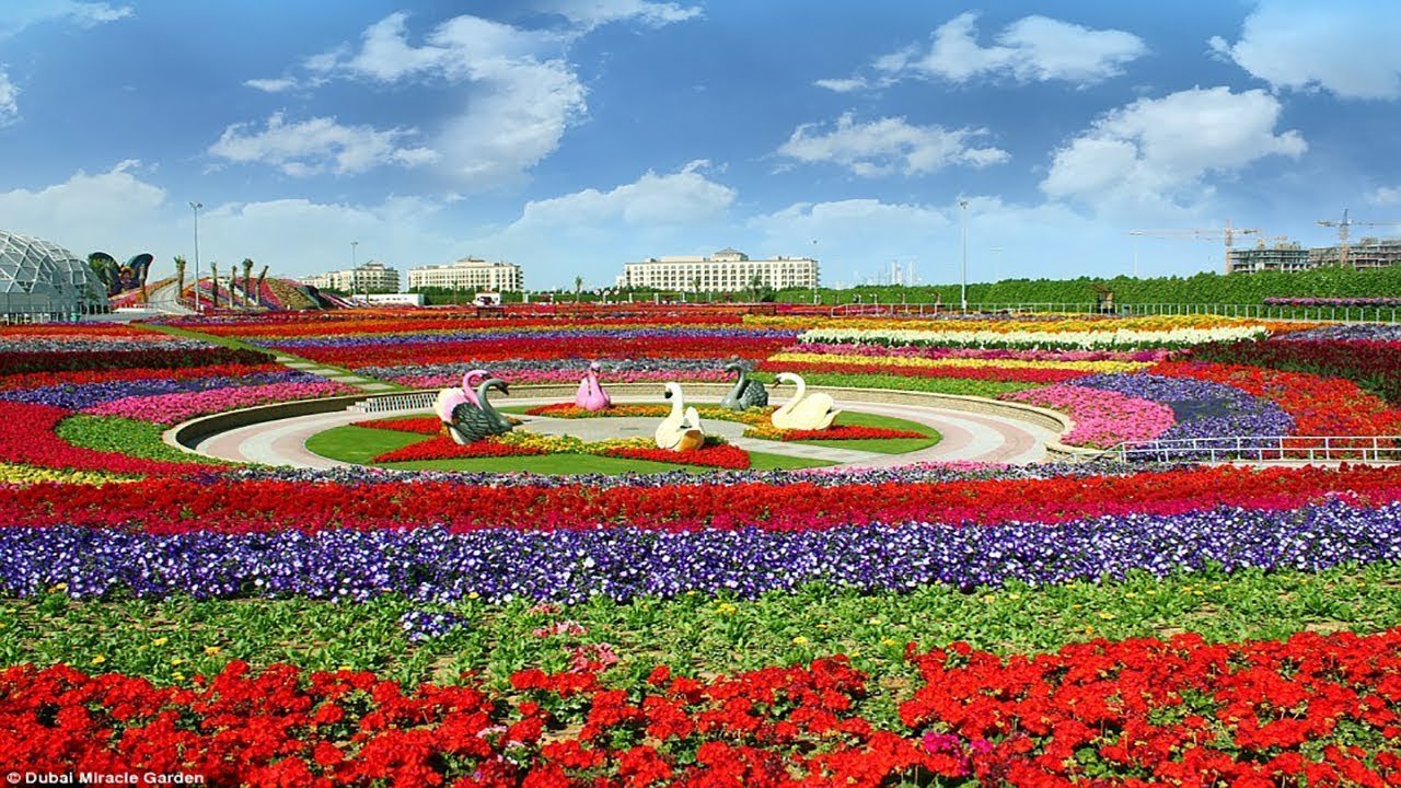 dubai miracle garden 2018 || largest flower garden in the world