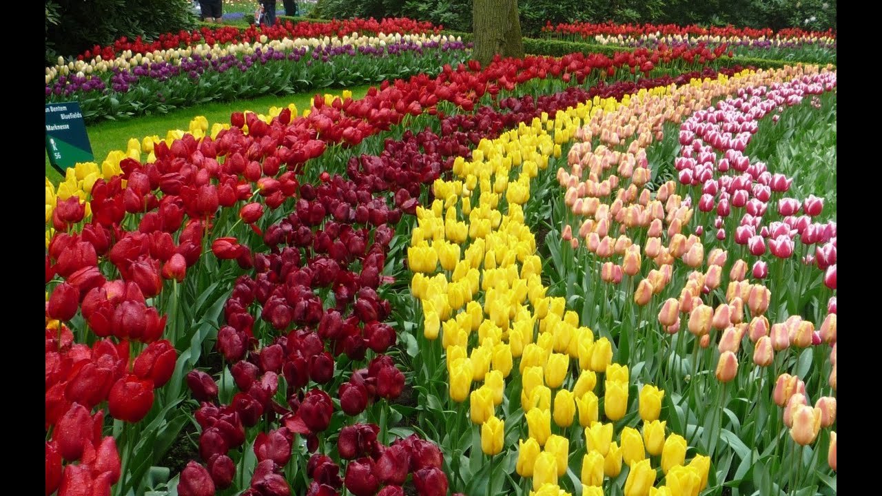 keukenhof gardens, lisse (near amsterdam), the netherlands
