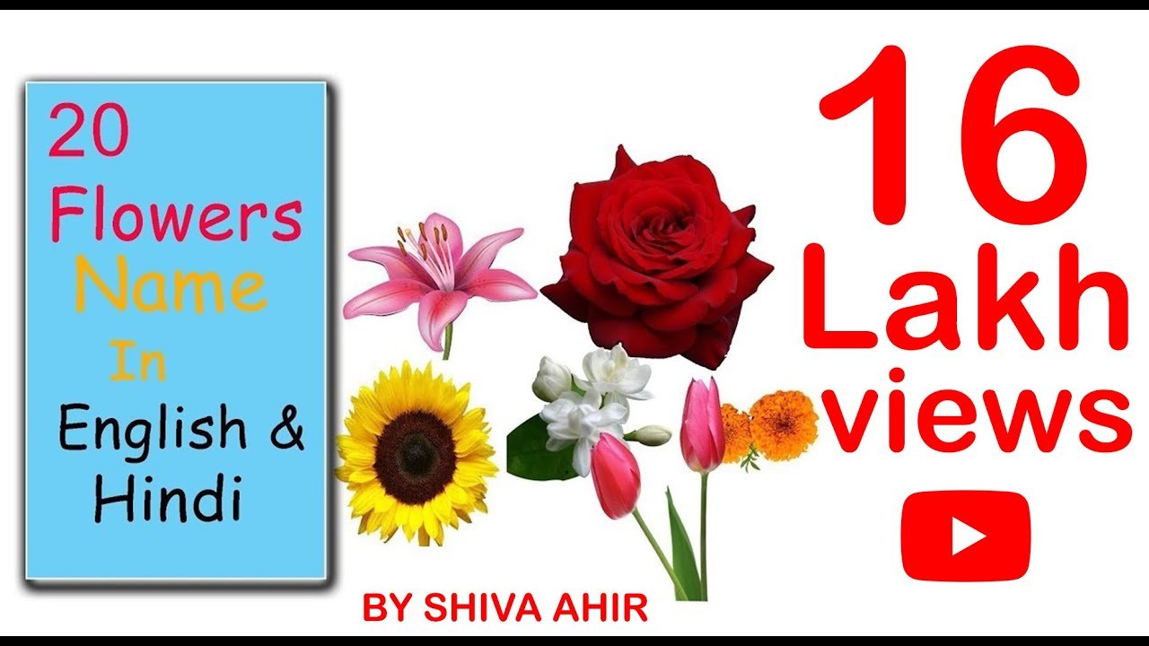 जाने 20 फूलो के नाम इंग्लिश ओर हिन्दी मे | 20 flowers name name in english  & hindi with picture