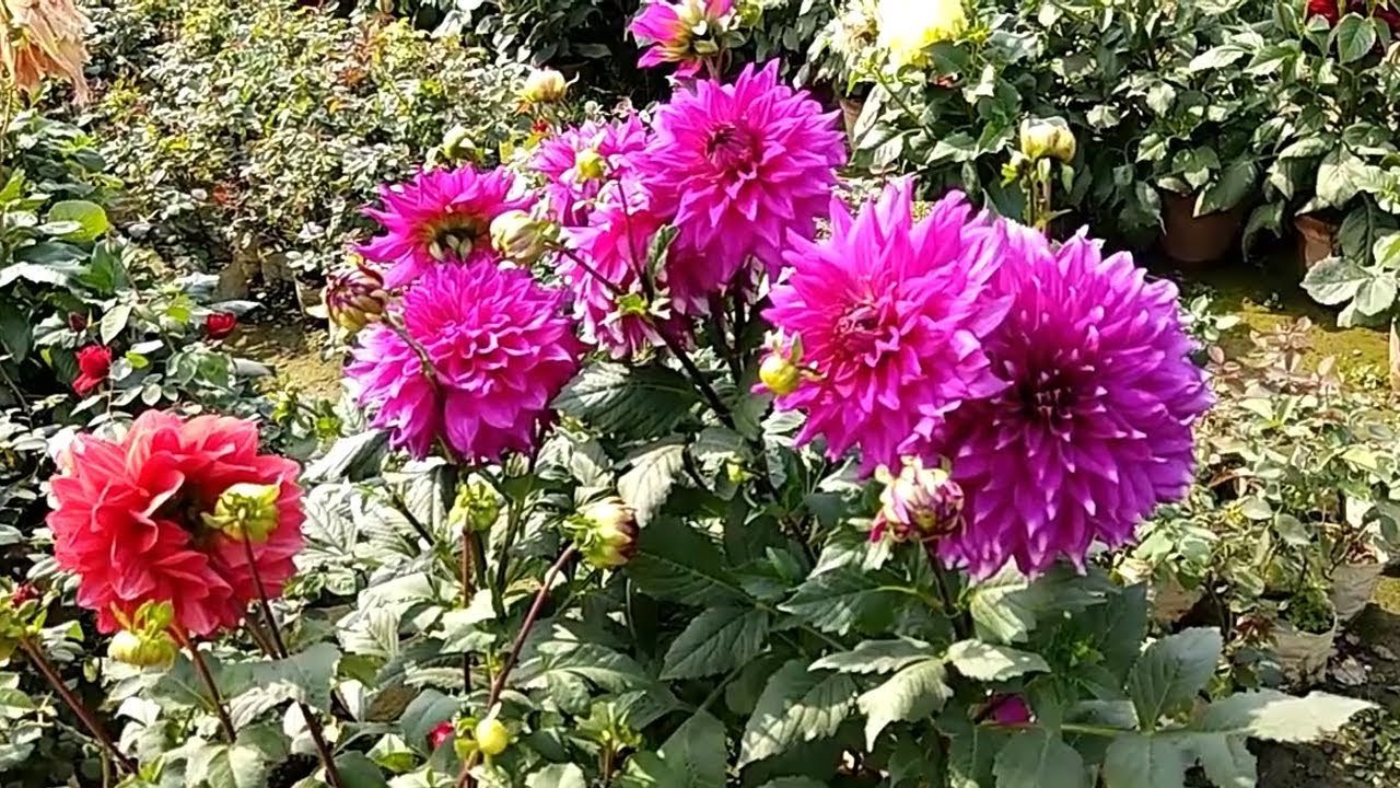 beautiful flower garden | the most beautiful flowers in india | relaxing  garden