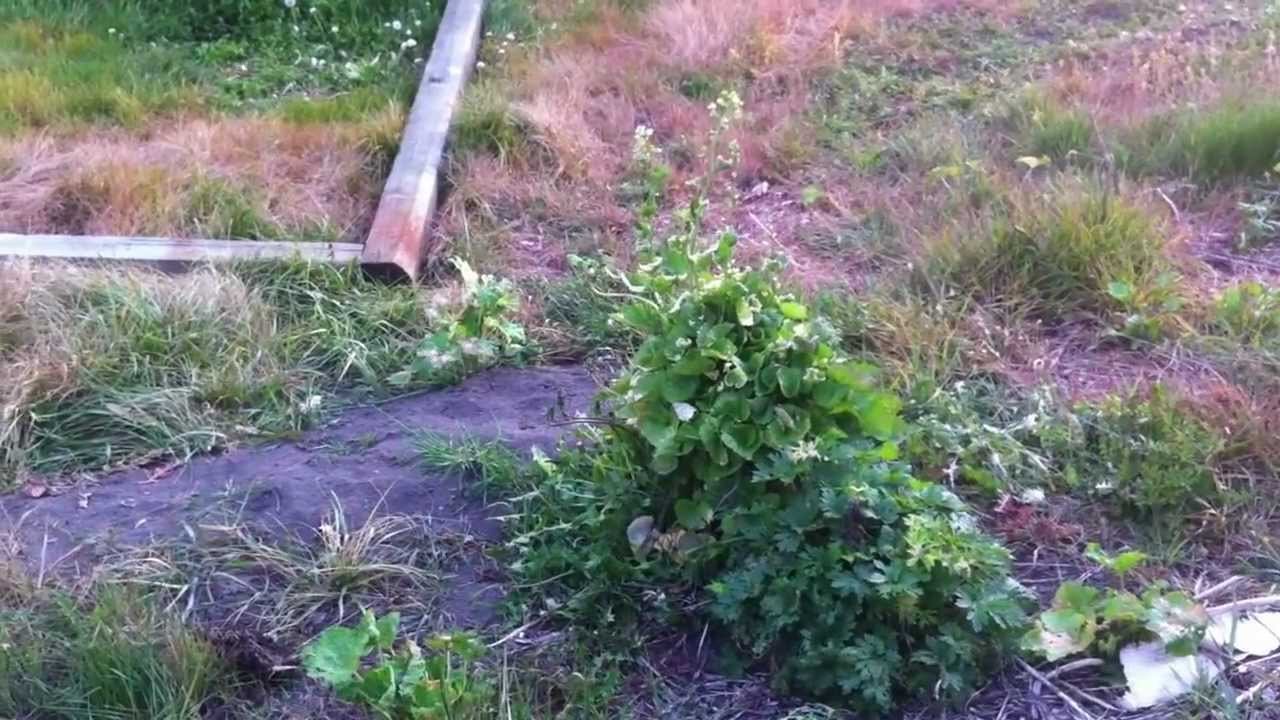 garden design - my new perennial garden for the full sun