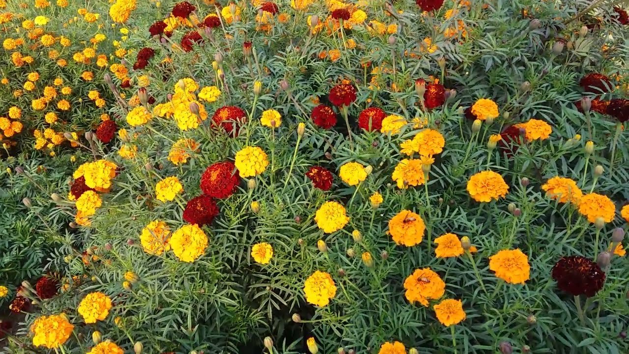 marigold flower information in hindi || collect marigold seeds for next year