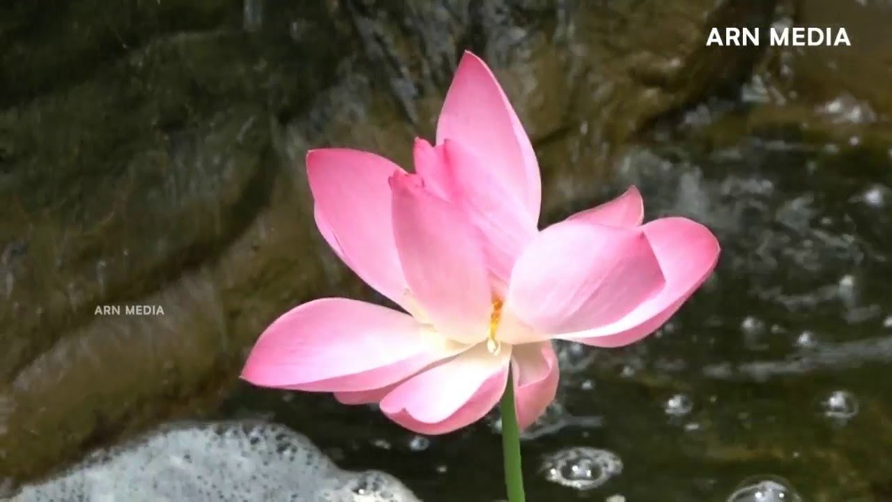 indian lotus - the national flower of india