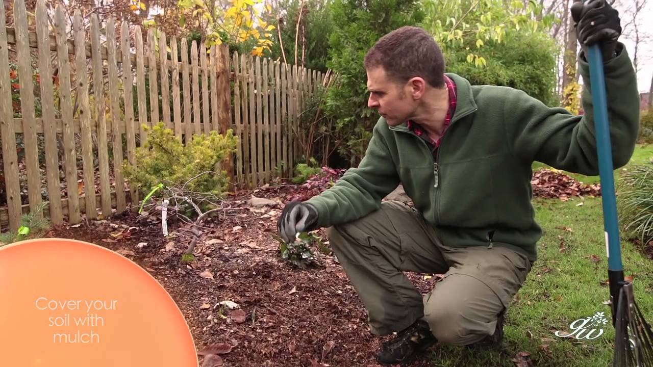 how to prepare flower beds for winter, keep moisture in and weeds out using  mulch.