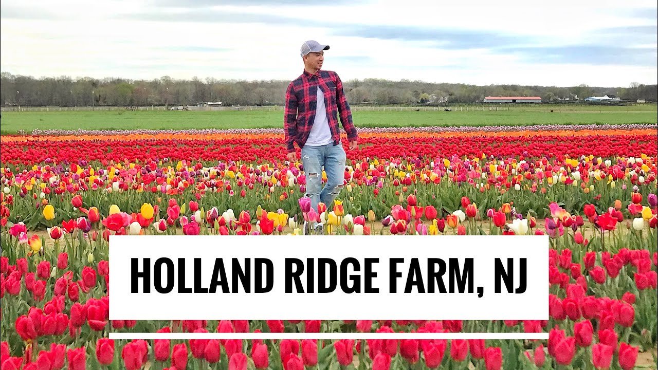 holland like tulip farm in nj