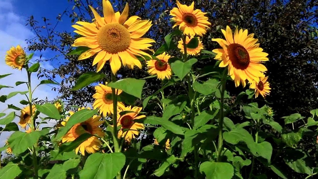 198 days how to plant, grow. and care for sunflower plants