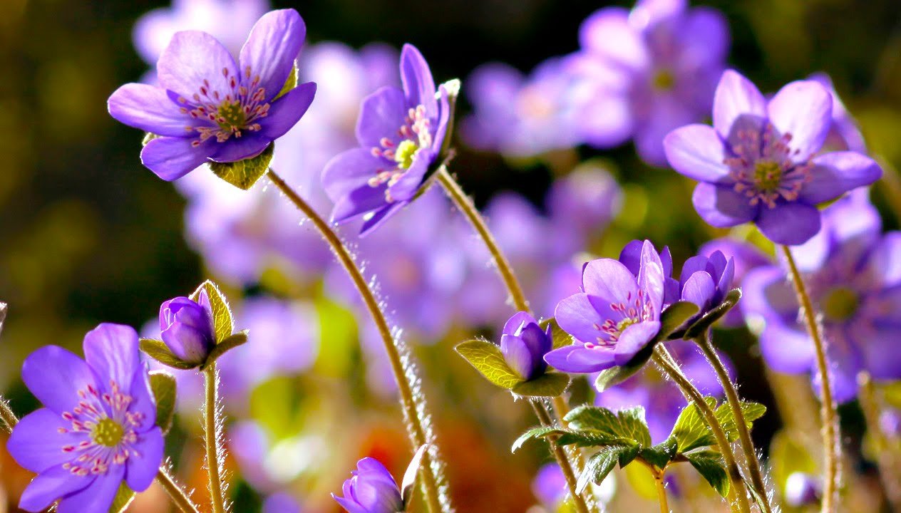 flowers can dance!!! amazing nature/ beautiful blooming flower time lapse  video