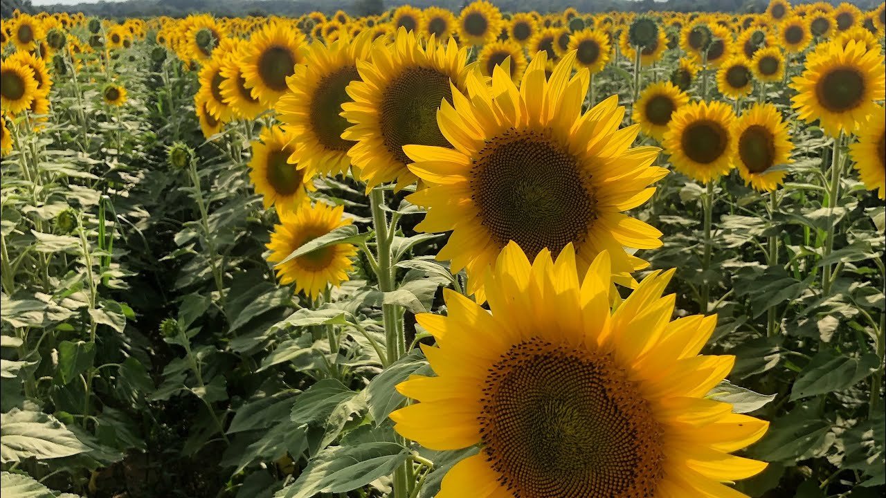 biggest sunflower garden, long island, new york