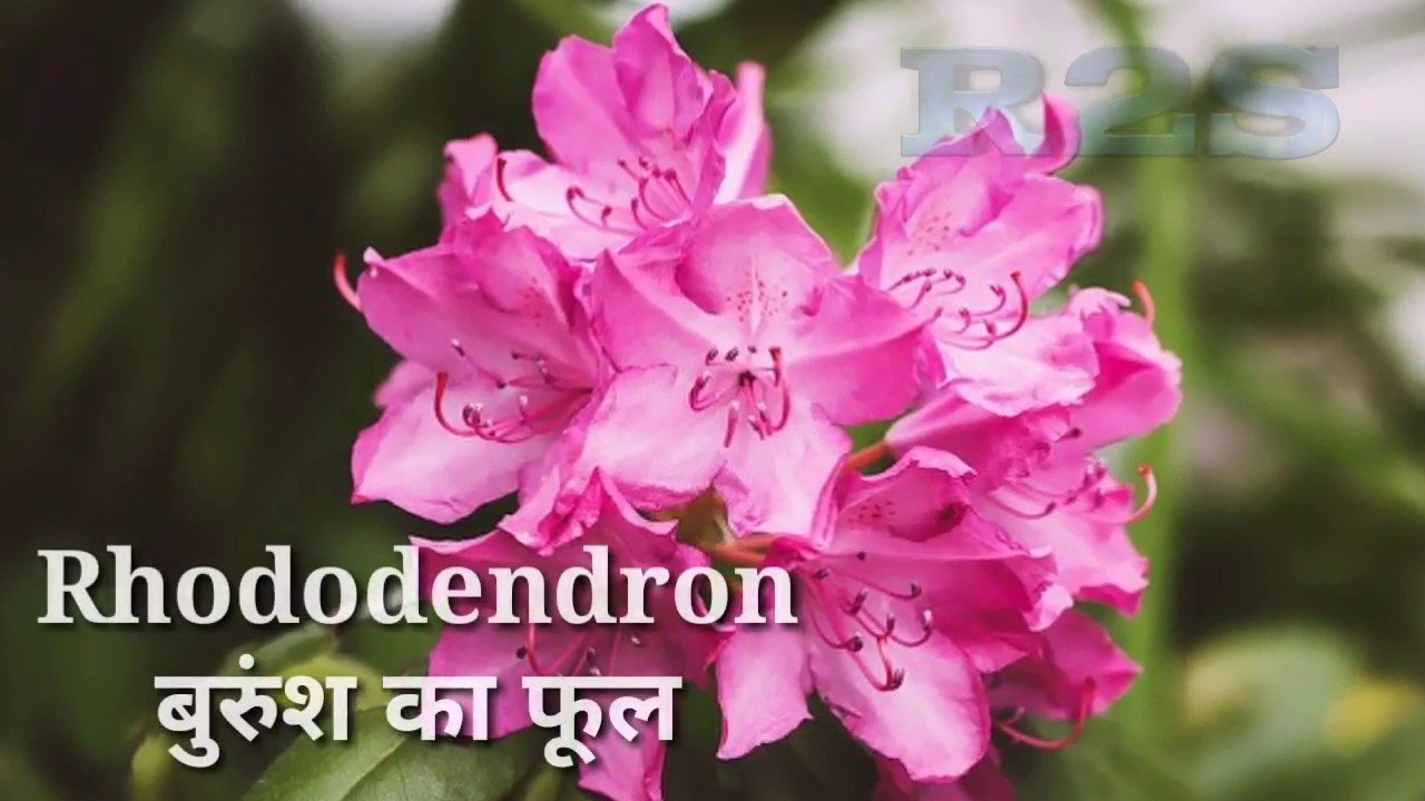 flowers name hindi and english with image