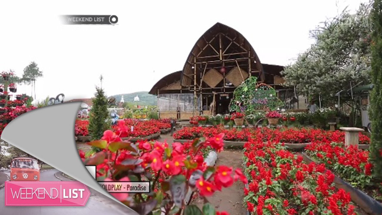 taman begonia lembang - bandung lautan bunga