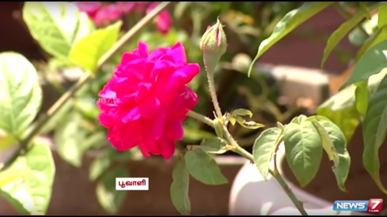 fill your terrace with flowers and herbs | gardening tips | poovali | news7  tamil