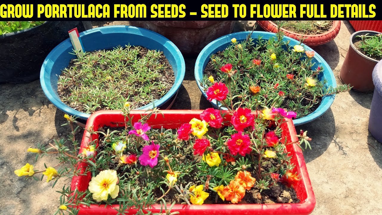 how to grow portulaca or moss rose from seeds-full information from seed to  flower