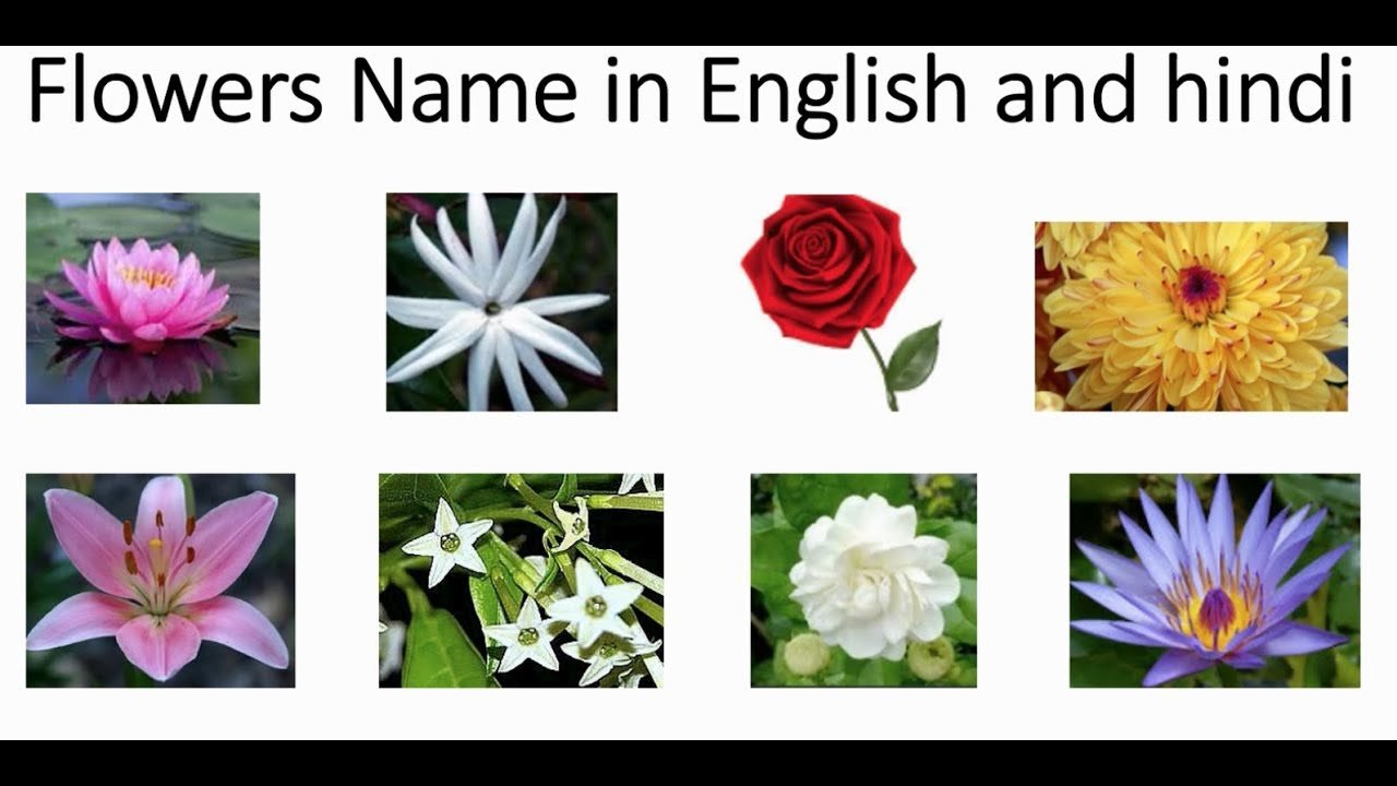 indian flowers name in hindi and english with pictures | learning for kids