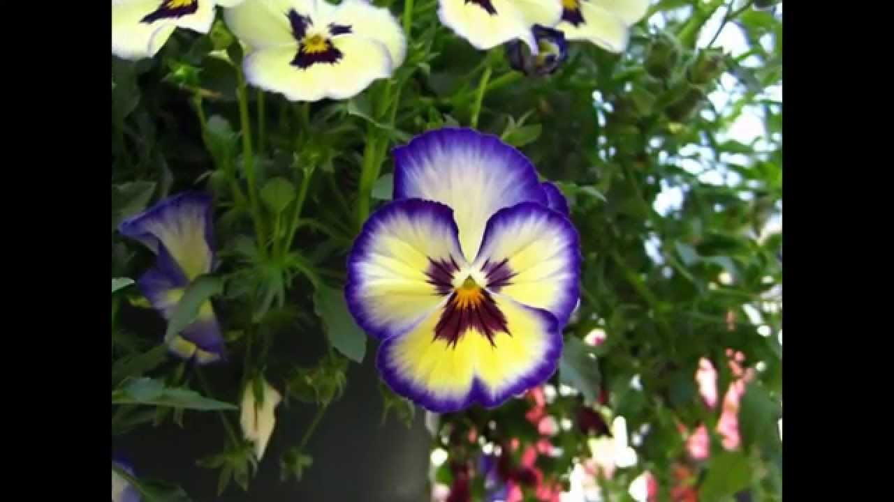 garden flowers names