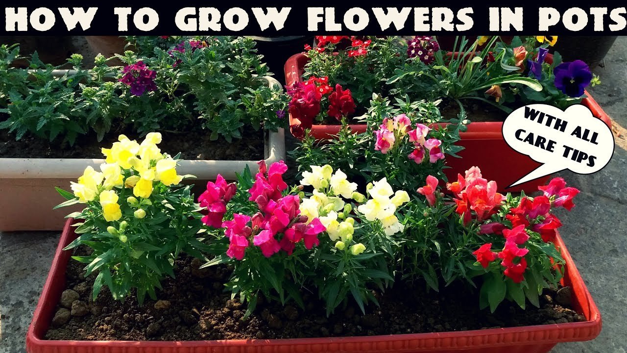 how to grow flower plants at home