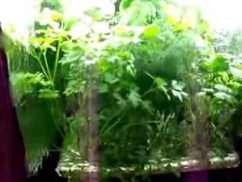 hydroponic herb garden - indoor hydroponic kitchen herb ...