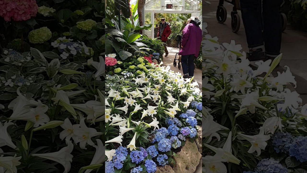 easter flower show at allan gardens conservatory in toronto video
